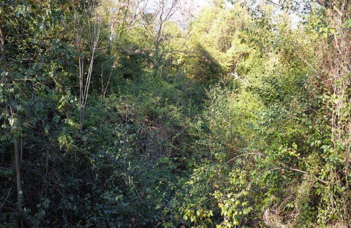 MAGAGNOSC TERRAIN NON CONSTRUCTIBLE ARBORÉ CHENES SUPER MAGA — photo 4