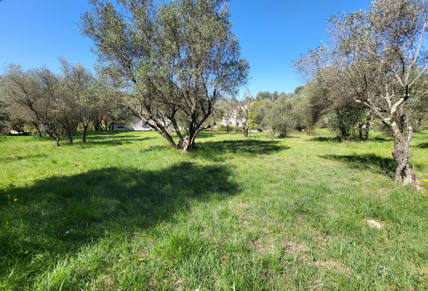 Dépt Hérault (34) - Montferrier sur Lez - À vendre - Terrain — photo 1