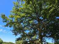 TERRAIN CONSTRUCTIBLE  + AGRICOLE - ENVIRONNEMENT CAMPAGNE — photo 4