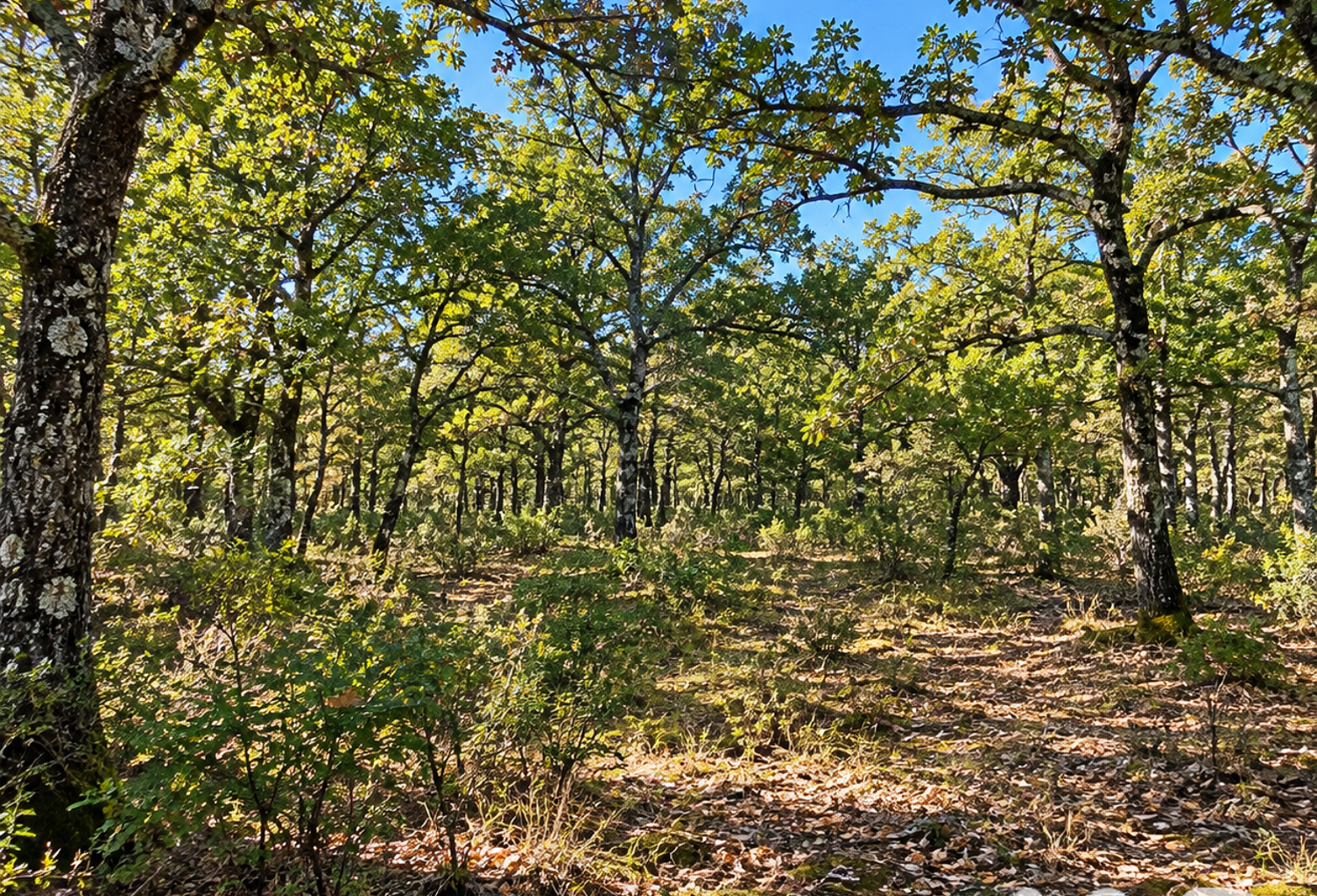 Vente Terrain 5 000 m&sup2; — photo 1