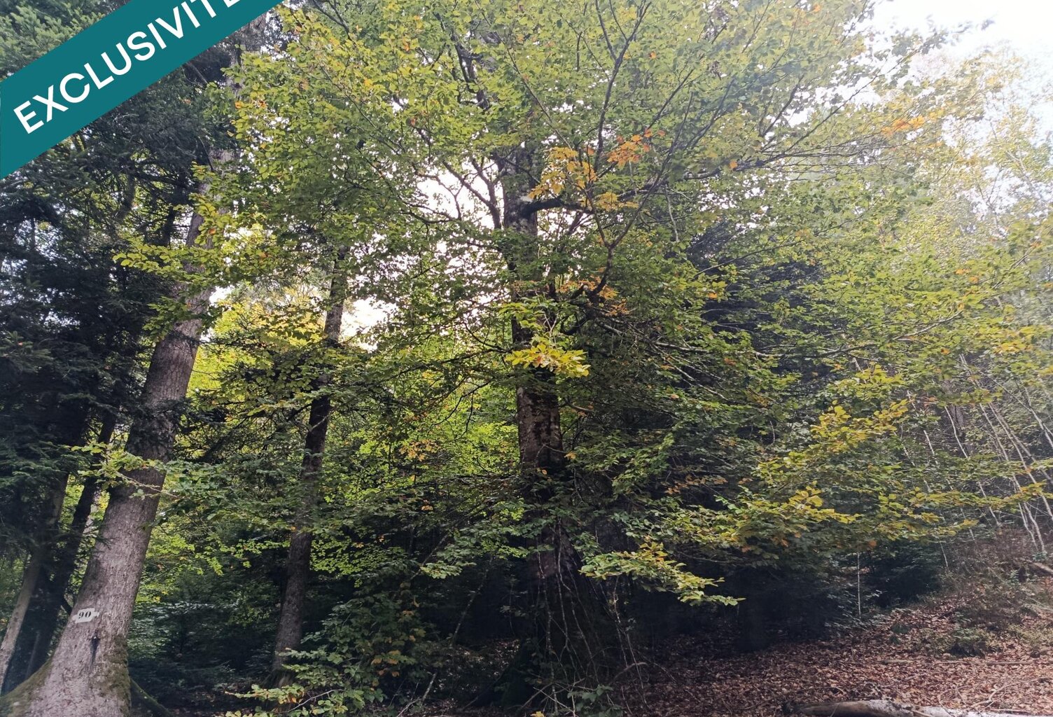 Route forestière de Chilimont. — photo 1