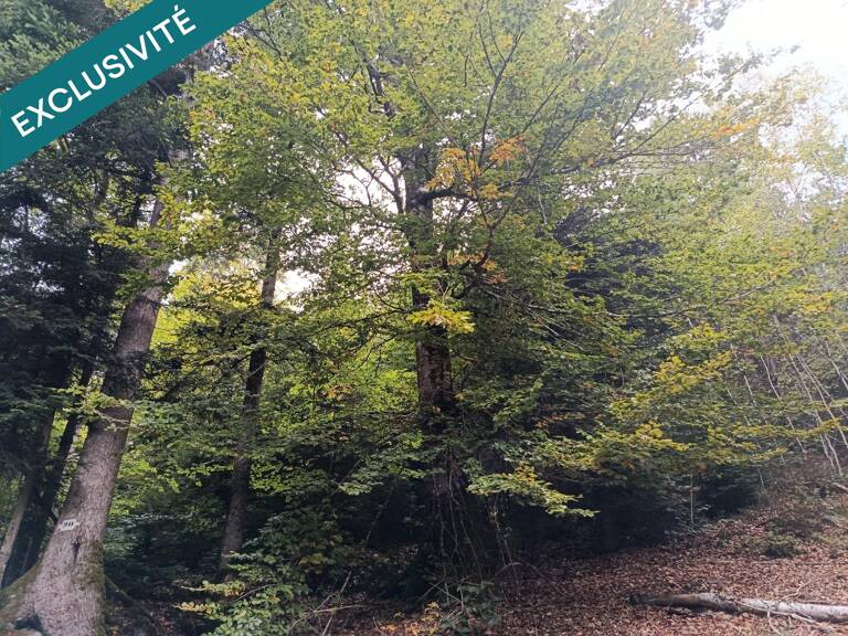 Route forestière de Chilimont. — photo 1