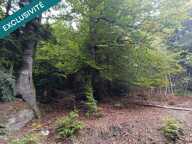 Route forestière de Chilimont. — photo 2