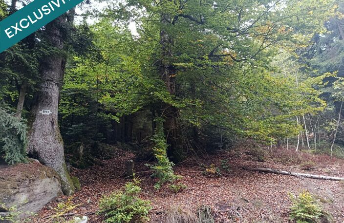 Route forestière de Chilimont. — photo 2