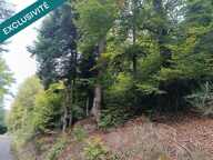 Route forestière de Chilimont. — photo 3