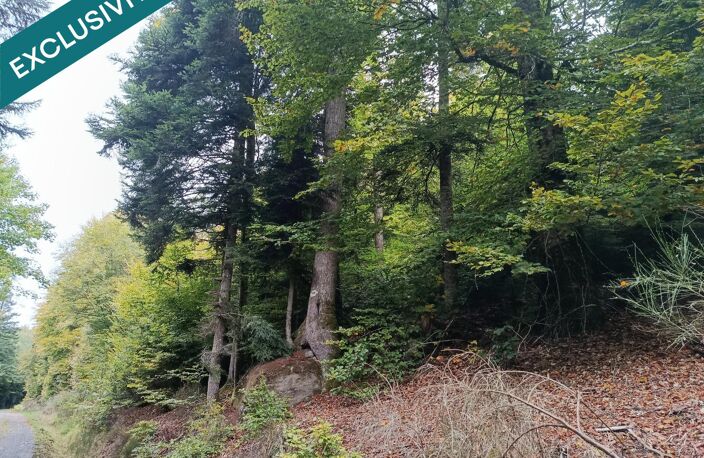 Route forestière de Chilimont. — photo 3