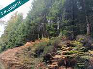 Route forestière de Chilimont. — photo 4