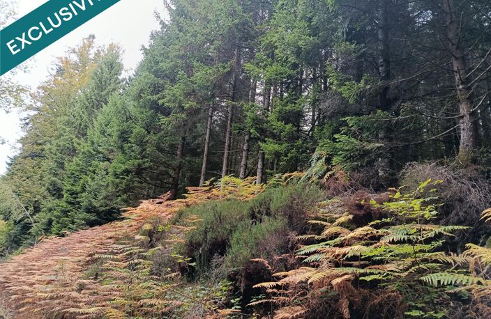 Route forestière de Chilimont. — photo 4