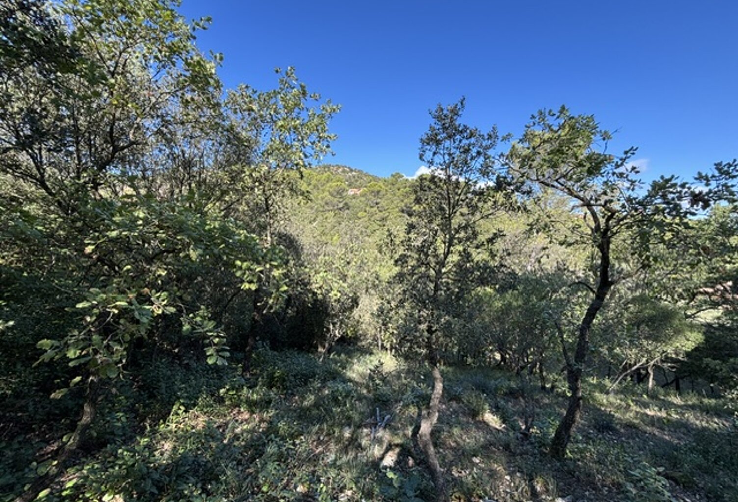 Vente terrain à construire 700 m² Saint-Maximin-la-Sainte-Baume (83470) — photo 1