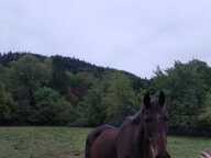 70270-TERNUAY-MELAY ET SAINT HILAIRE Parcelle de terrain constructible d'une contenance de 13a 29 ca — photo 3