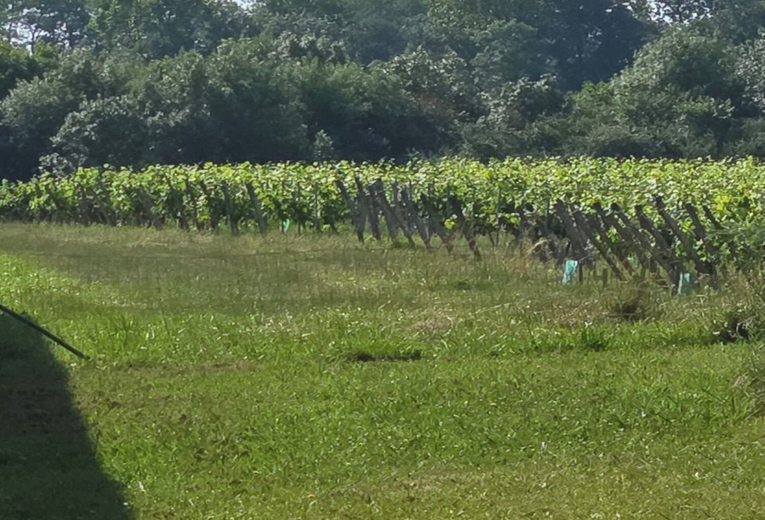 Terrain à bâtir à Saint-André-de-Cubzac (33240) — photo 1