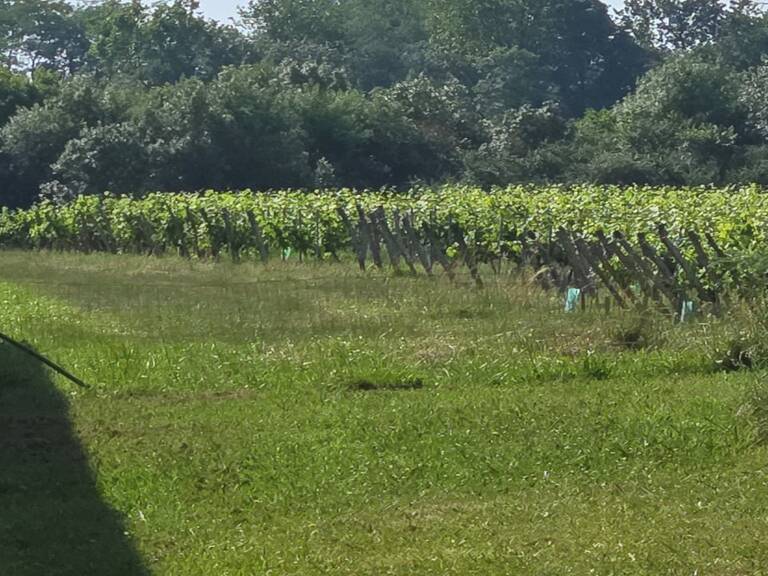 Terrain à bâtir à Saint-André-de-Cubzac (33240) — photo 1