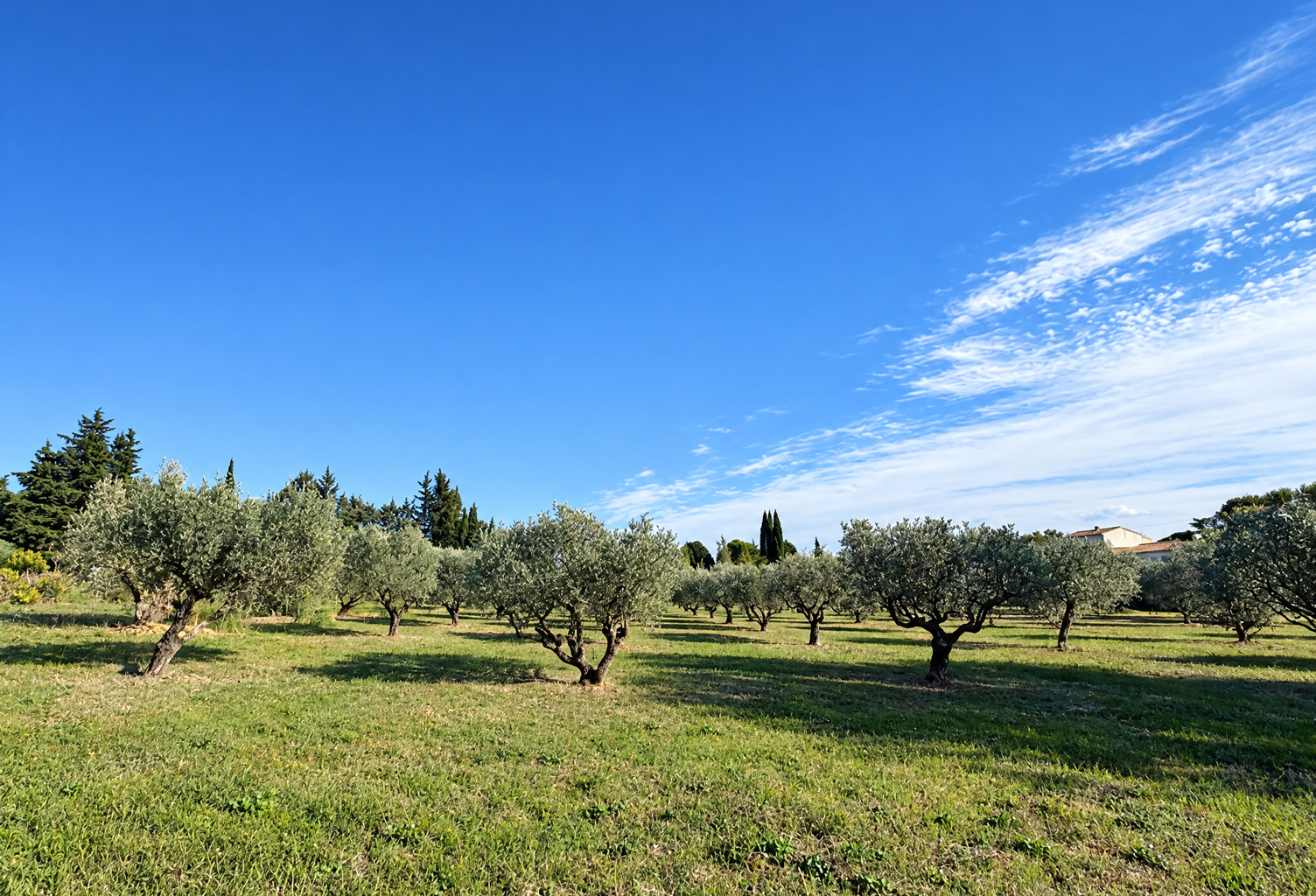 Vente terrain à construire 1200 m² Saint-Maximin-la-Sainte-Baume (83470) — photo 1