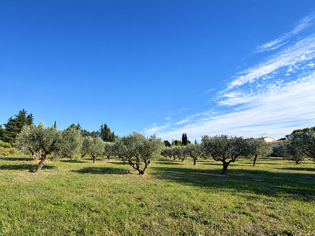 Terrain 1200 m² à Saint-Maximin-la-Sainte-Baume — photo du bien