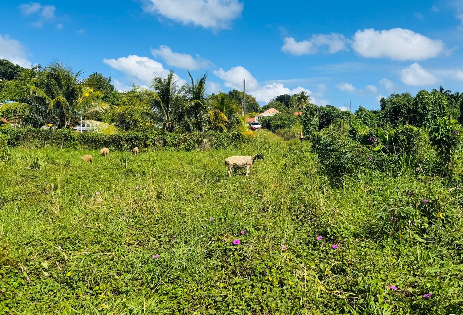 Terrain à vendre de 1 866,00 m² DUCOS (972) QUARTIER GRANDE SAVANE — photo 1