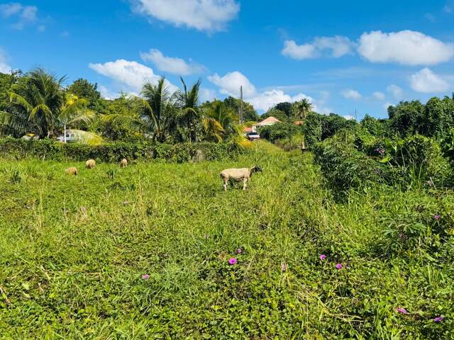 Terrain à vendre de 1 866,00 m² DUCOS (972) QUARTIER GRANDE SAVANE — photo du bien
