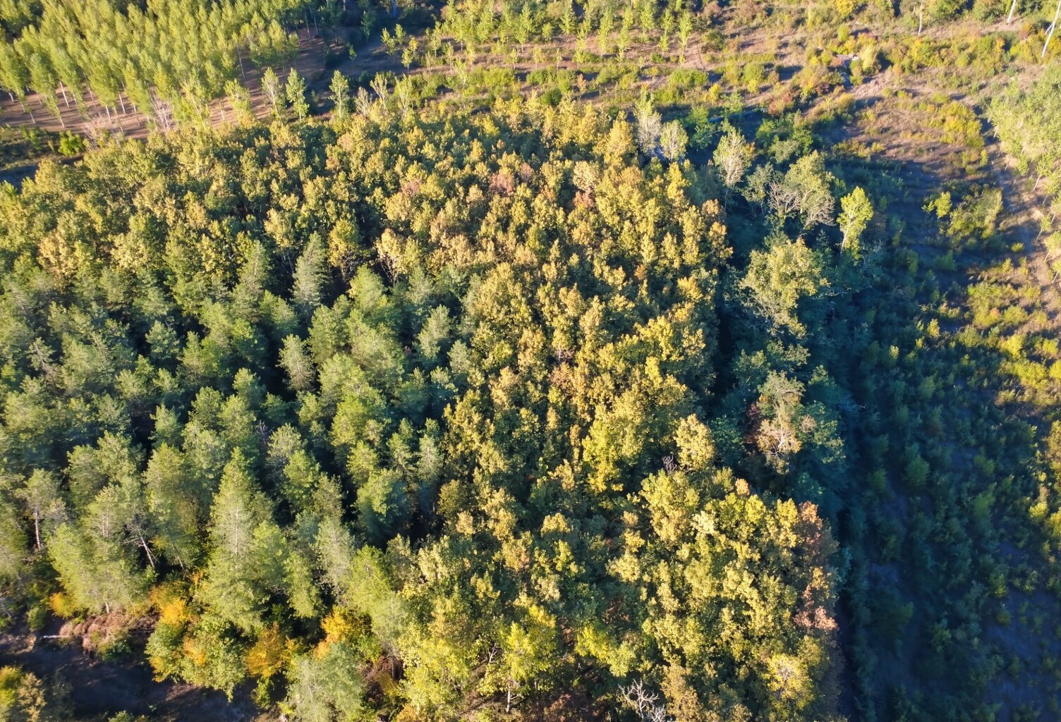 8,5 hectares de bois PARLEBOSCQ (40) — photo 1