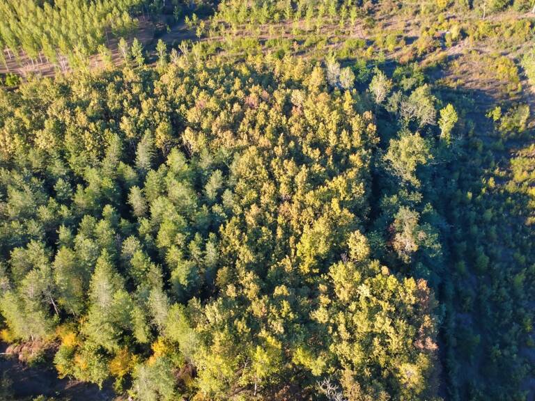 8,5 hectares de bois PARLEBOSCQ (40) — photo 1