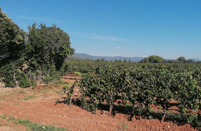 Joli bastidon au cœur des vignes à restaurer — photo 2