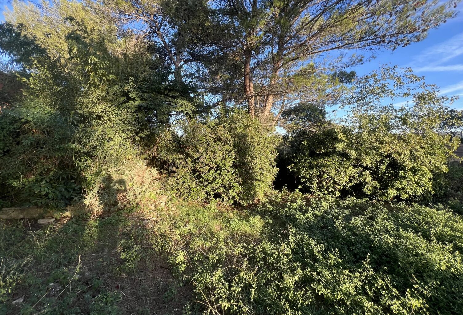 Combas, terrain arboré non constructible, 80.000m² — photo 1