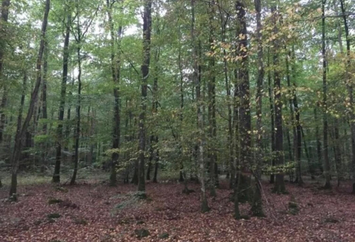 Parcelles de bois, 81294 m2 — photo 1