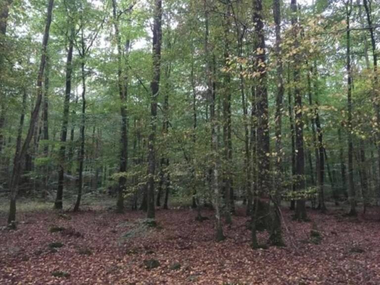 Parcelles de bois, 81294 m2 — photo 1