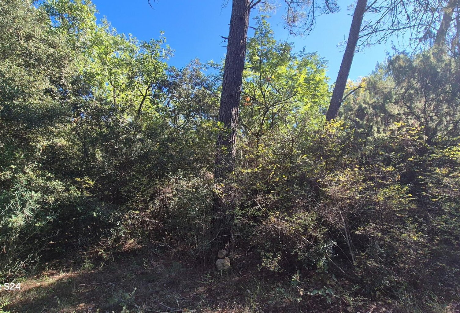 Terrain Boisé 7200 m² — photo 1