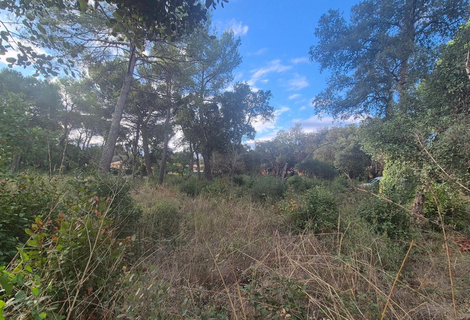 Terrain plat et joliment arboré — photo 1