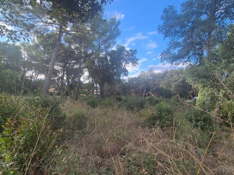 Terrain plat et joliment arboré — photo 1