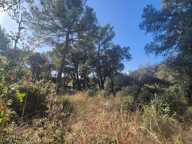 Terrain plat et joliment arboré — photo 2
