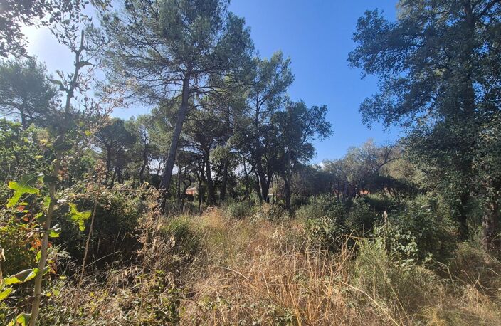 Terrain plat et joliment arboré — photo 2