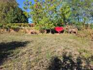 Terrain constructible arboré de 2 248 m² — photo 3
