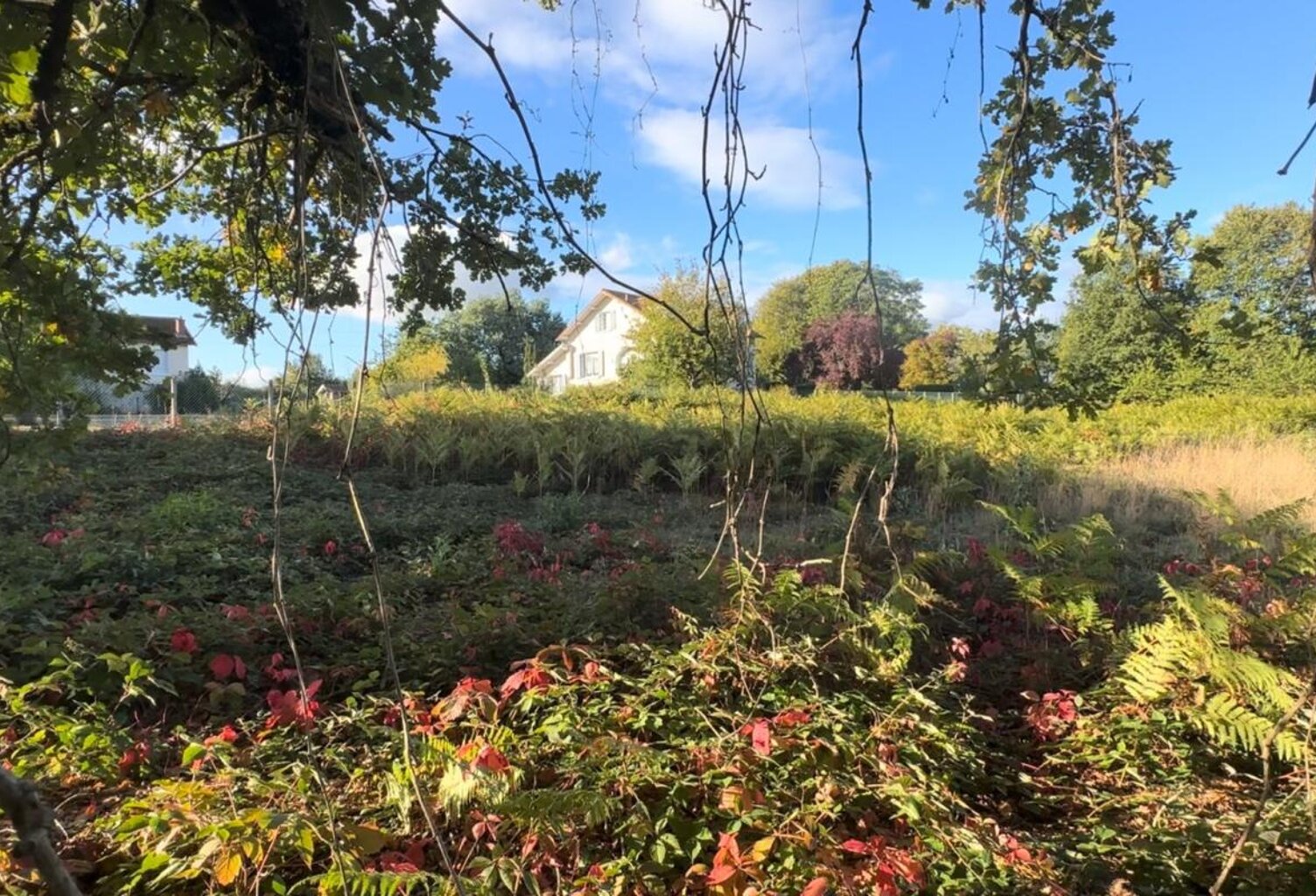 🏡 TERRAIN CONSTRUCTIBLE – 1 265 m² – SAINT-PRIEST-TAURION — photo 1