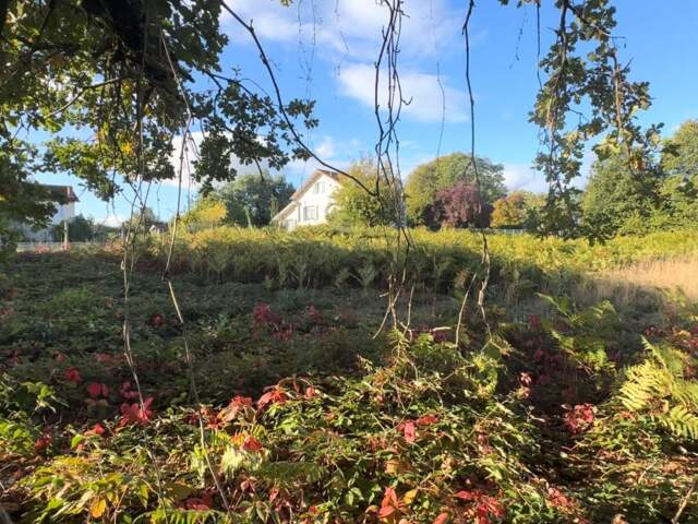 🏡 TERRAIN CONSTRUCTIBLE – 1 265 m² – SAINT-PRIEST-TAURION — photo du bien