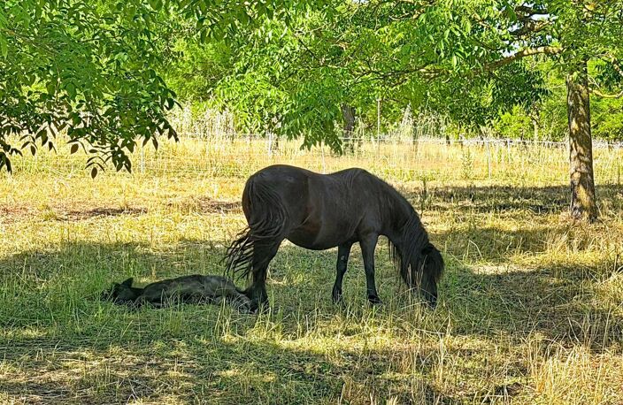 Alleins, maison de campagne 130m² sur 1,7hectares — photo 5