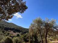 SARTÈNE  AUTHENTIQUE VILLA ESPRIT BERGERIE SUR UN BEAU TERRAIN DE 2360M2 - CALME ABSOLU — photo 4