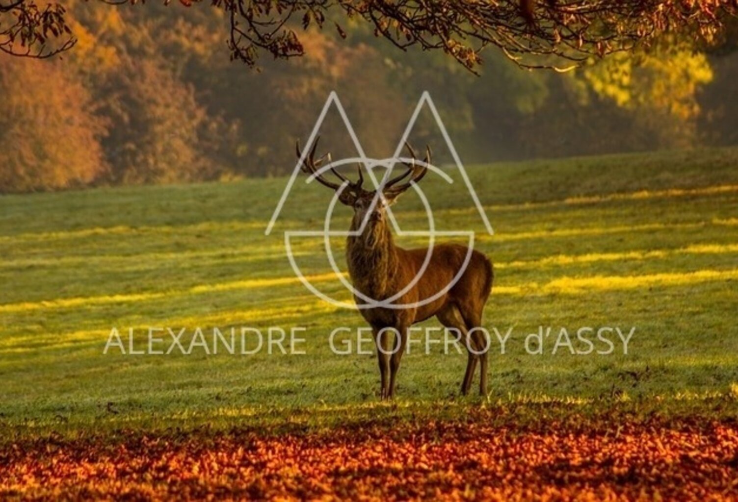Domaine de chasse exceptionnel de 800 hectares — photo 1
