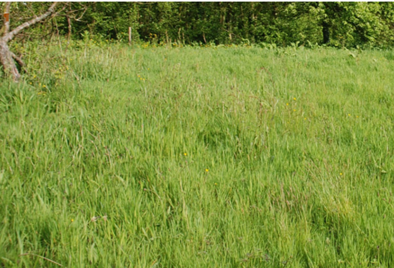 FECAMP : Dans un quartier calme, terrain à bâtir viabilisé — photo 1
