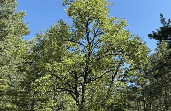 Forêt labellisée ECOCERT avec plan de gestion simple — photo 4