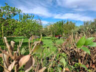 Terrain Entraigues Sur La Sorgue 575m2 — photo 3
