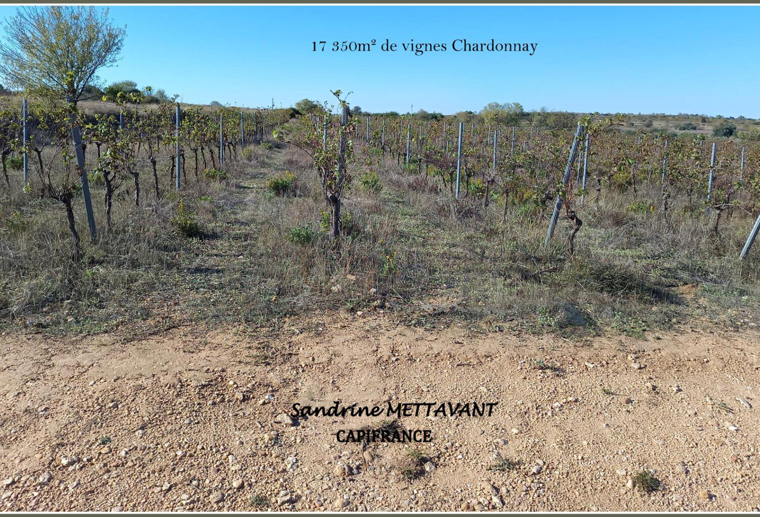Terrain viticole à vendre  SAINT THIBERY (34) — photo 1
