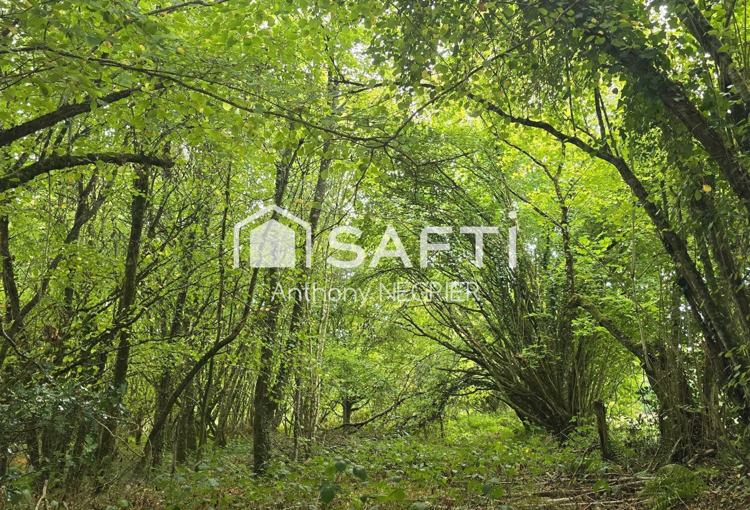 Terrain — photo 1