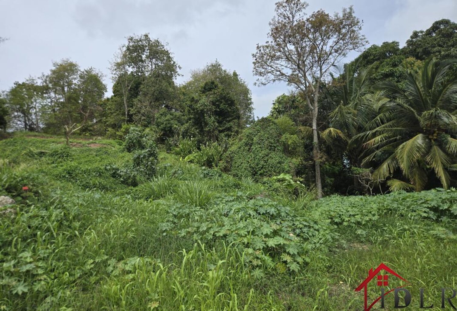 terrain constructible les Abymes 97139 Guadeloupe — photo 1