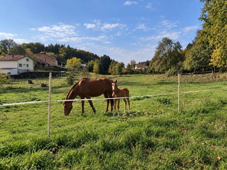 Propriété MAISON à vendre 8 pièces à EPINAL (88) avec DEPENDANCES sur 6262 m2 de TERRAIN — photo 1