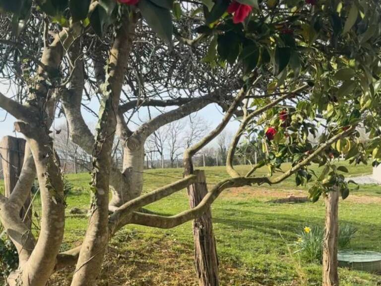 T4 jardin avec travaux et vue dégagée sur le pays basque — photo 1