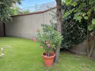 Exclusivité - Maison bourgeoise en hyper centre à Chateauneuf Sur Loire avec double garage, cave et dépendance — photo 3