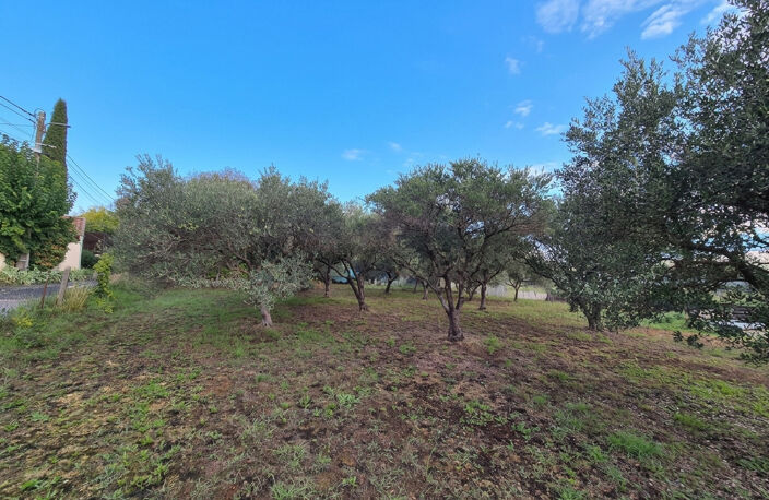 Terrain plat avec oliviers — photo 2