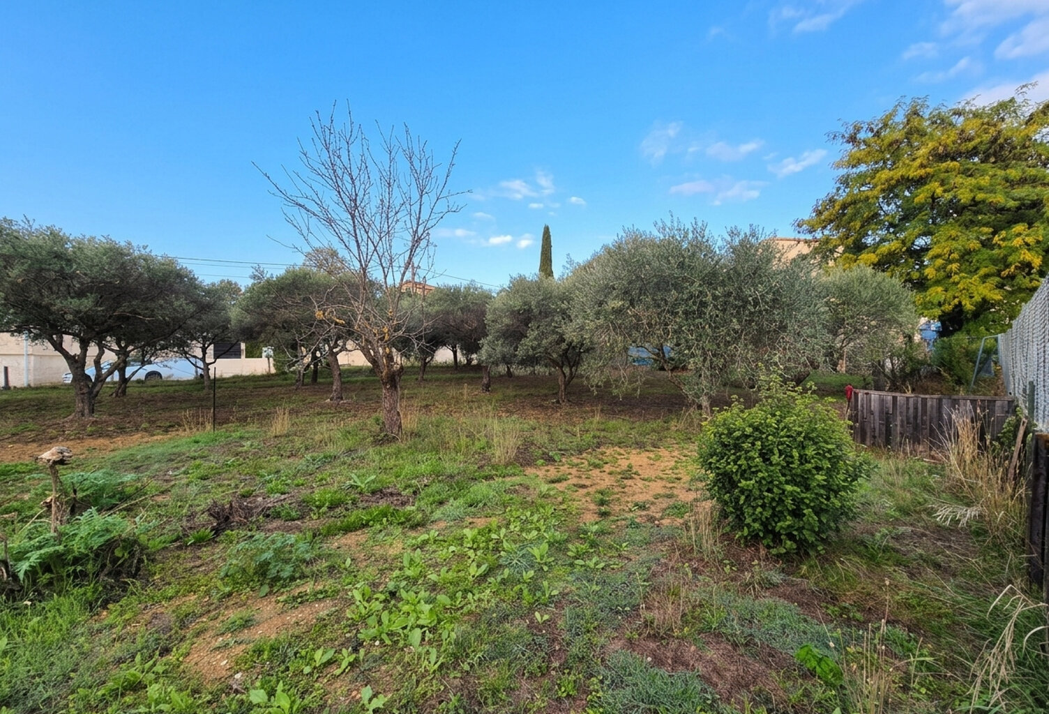 Terrain plat avec oliviers — photo 1