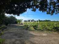 Belle maison a vendre Ste Cecile les vignes — photo 3