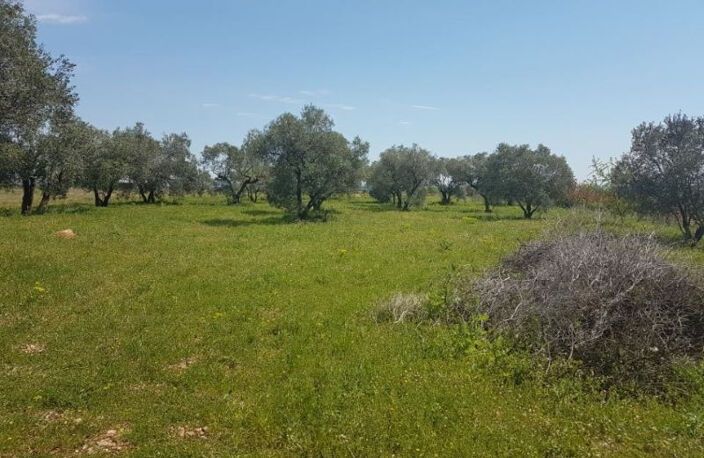 Terrain Ceyras 2632 m2 + Mazet de 77m² — photo 2